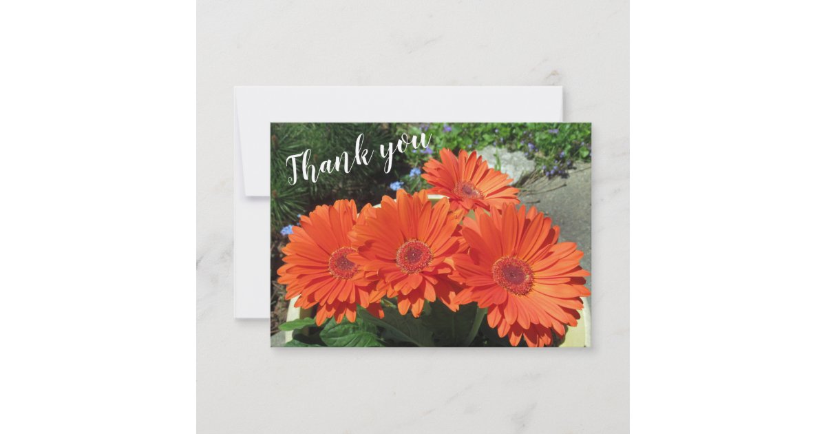 Pretty Orange Gerbera Daisy Photo Handwritten Tha Thank You Card | Zazzle