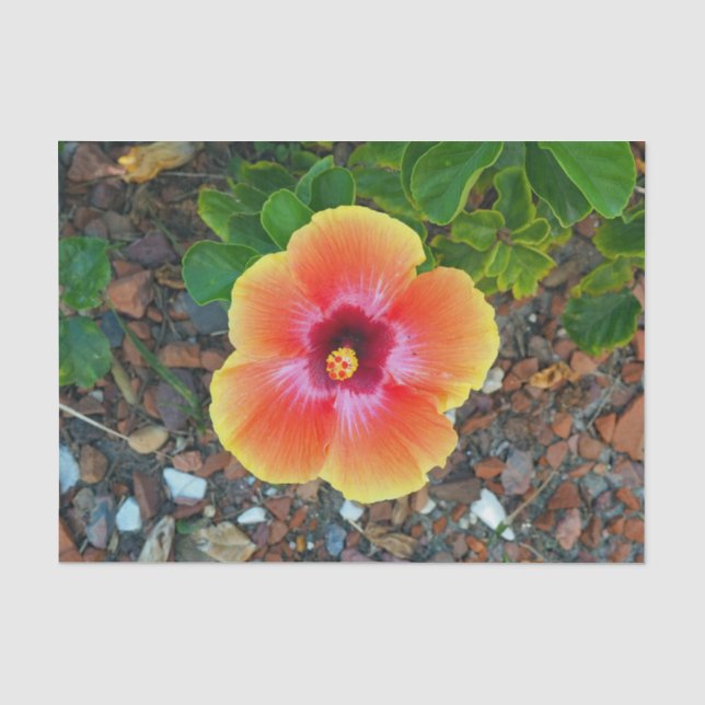 Pretty Orange Hibiscus Floral Photo Tissue Paper (Front)