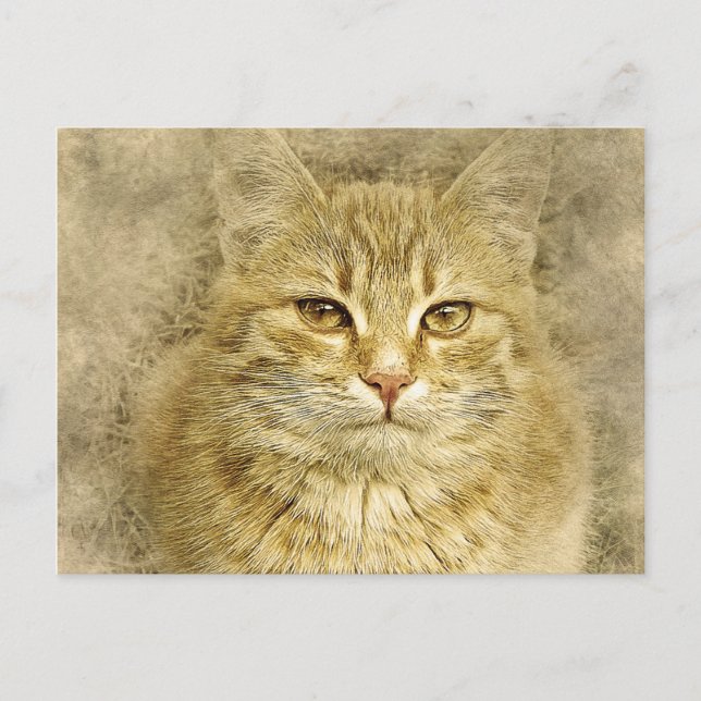 Pretty Orange Kitty | Abstract | Watercolor Postcard (Front)