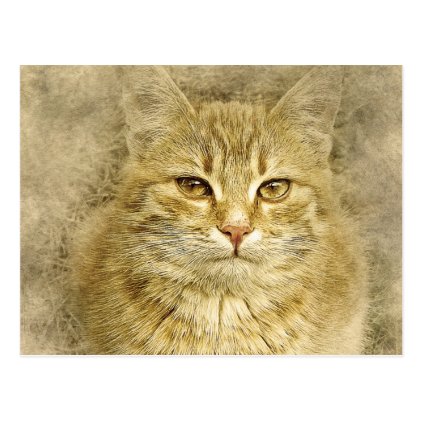 Pretty Orange Kitty | Abstract | Watercolor Postcard