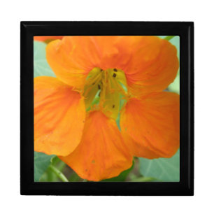 Pretty Orange Nasturtium Flower Gift Box