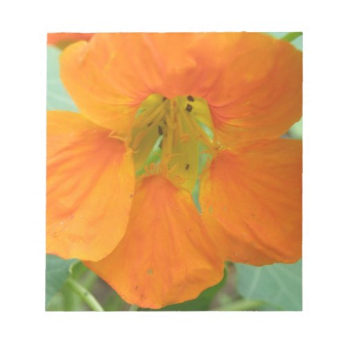 Pretty Orange Nasturtium Flower Notepad