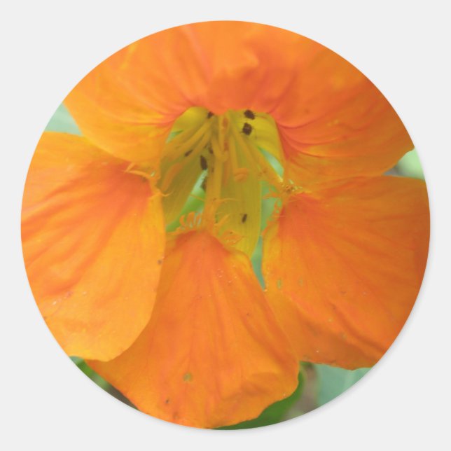 Pretty Orange Nasturtium Flower Stickers (Front)