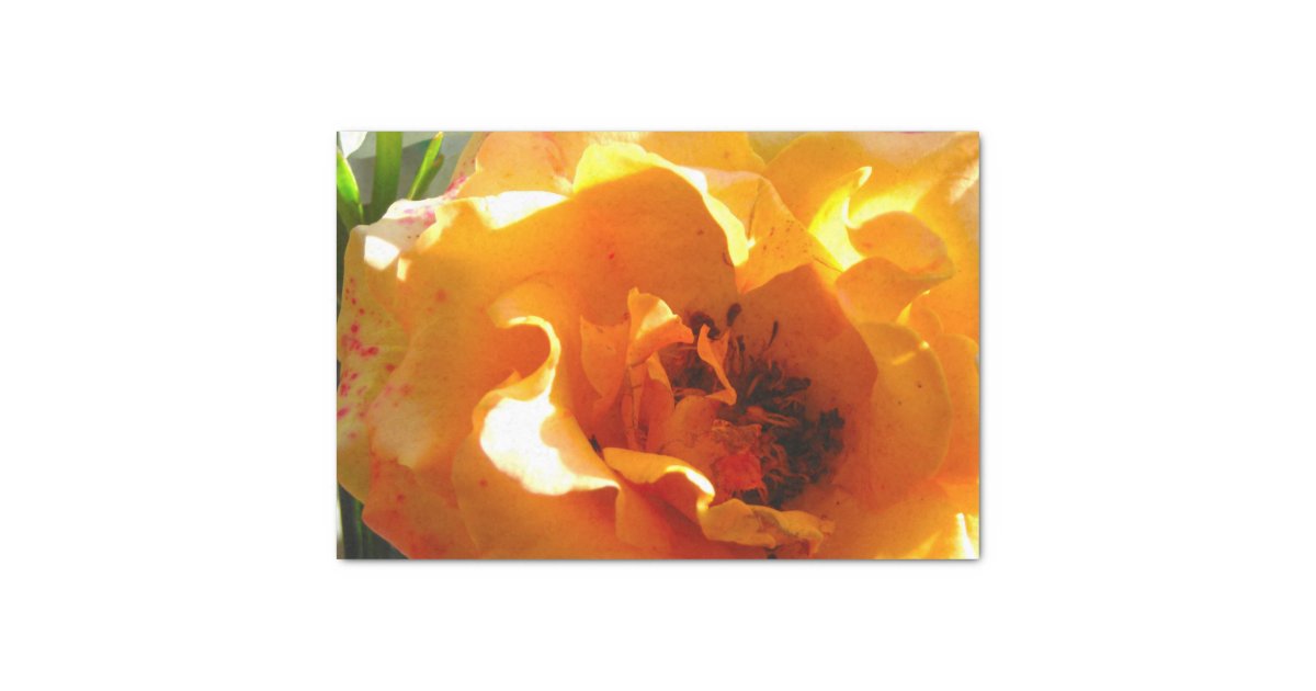 Pretty Orange Rose Tissue Paper | Zazzle