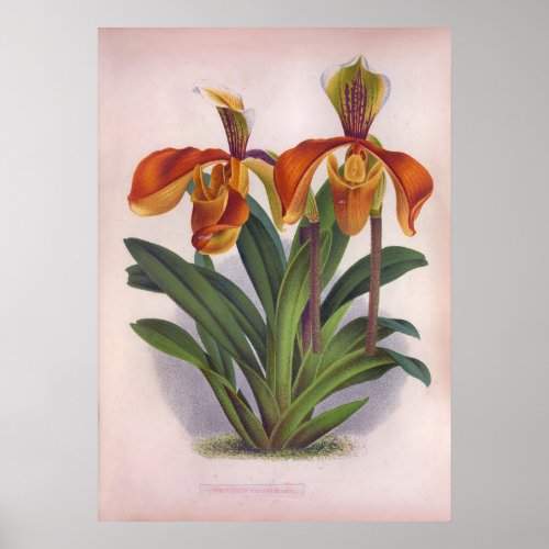 Pretty Orange Vintage Orchids Cypripedium Villosum Poster