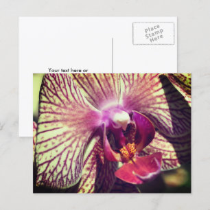 Pretty Orchid Flower Personalized Postcard