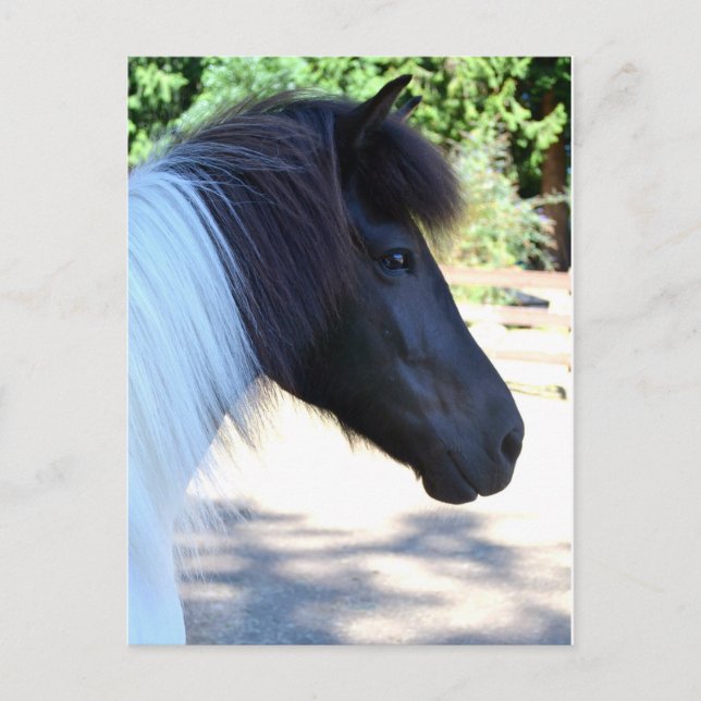 Pretty Paint Icelandic Horse Postcard (Front)