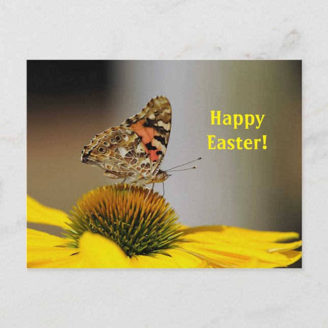 Pretty Painted Lady Butterfly Floral Photo Easter Postcard (Front)