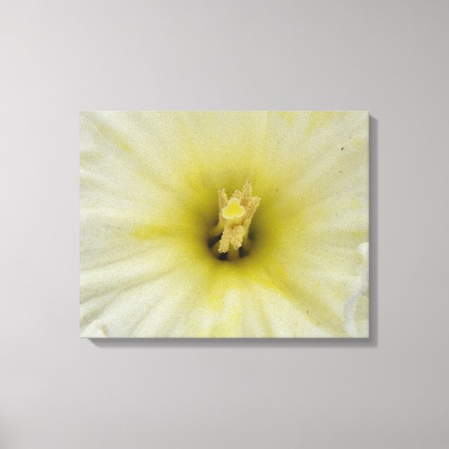 Pretty Pale Daffodil Canvas Print (Front)