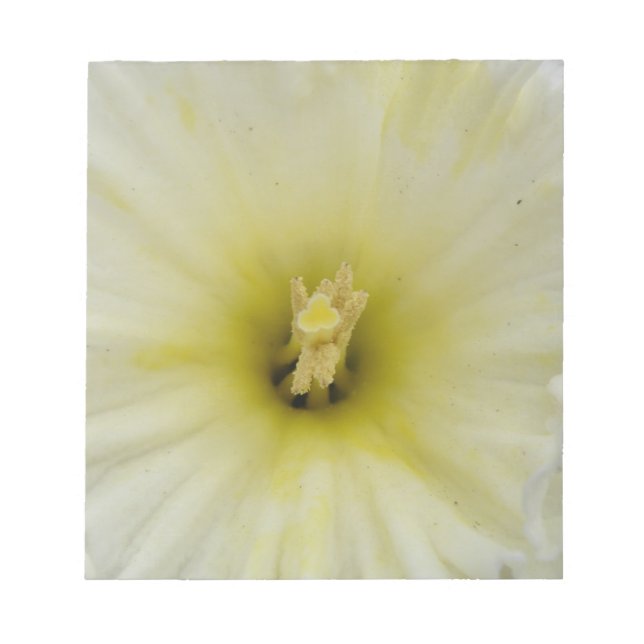 Pretty Pale Daffodil Daffodil Notepad (Front)