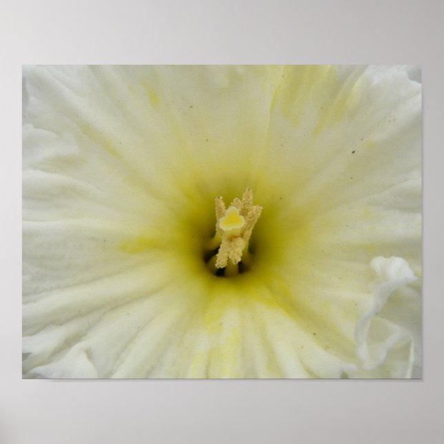 Pretty Pale Daffodil Print (Front)