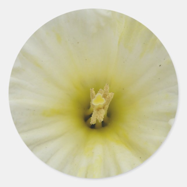 Pretty Pale Daffodil Sticker (Front)