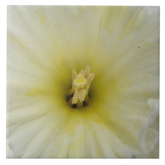 Pretty Pale Daffodil Tile (Front)