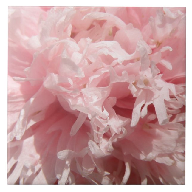 Pretty Pale Pink Poppy Tile (Front)