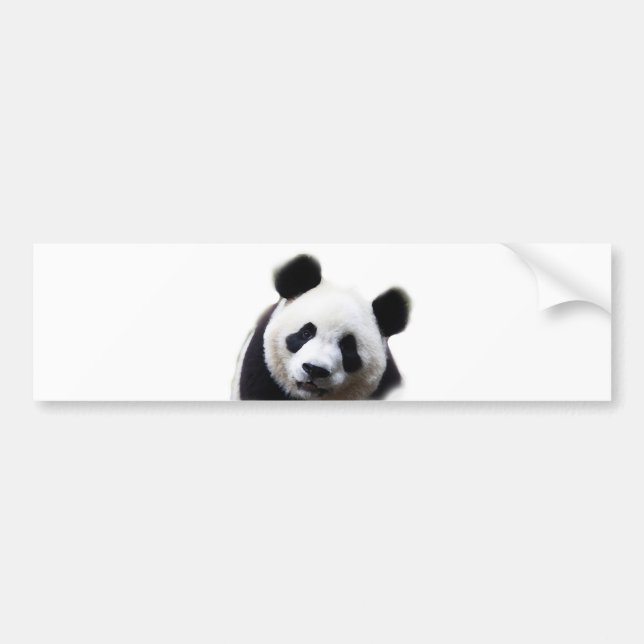 Pretty Panda Artwork Bumper Sticker (Front)