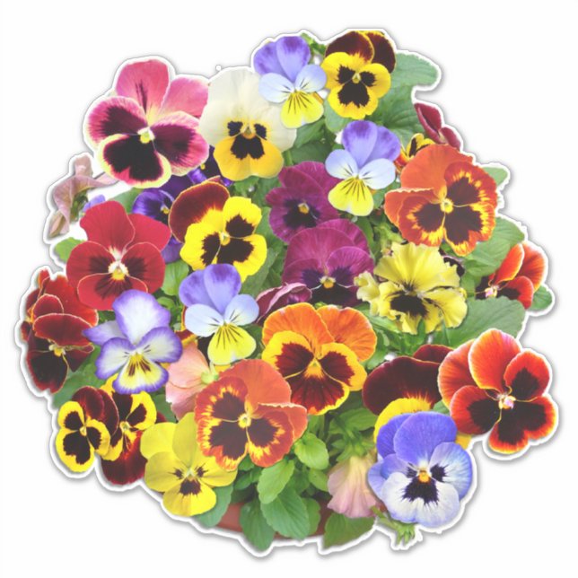 Pretty Pansy Display Contour Sticker (Front)