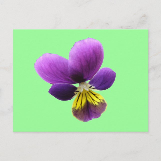 Pretty Pansy Postcard (Front)