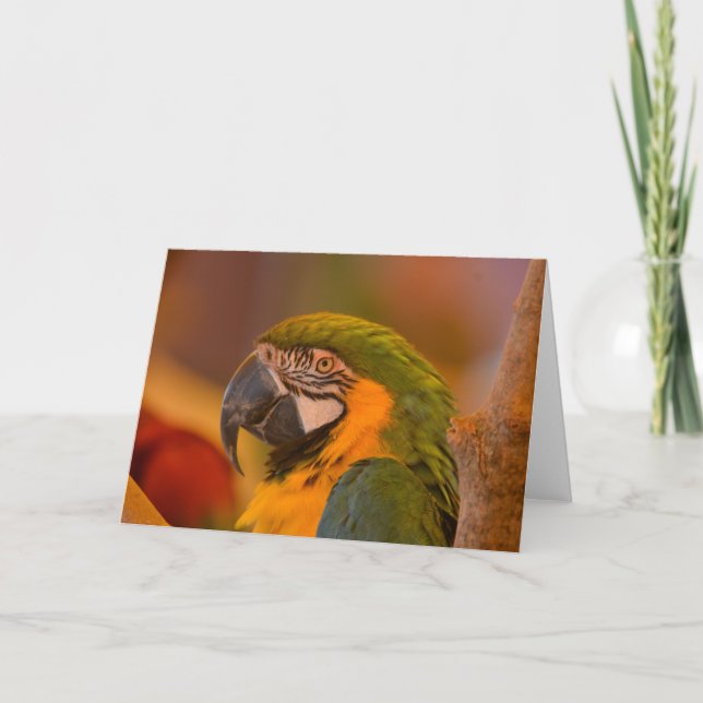 Pretty Parrot Note Card (Front)