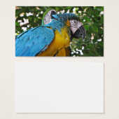 Pretty Parrots (Front & Back)