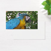 Pretty Parrots (Desk)