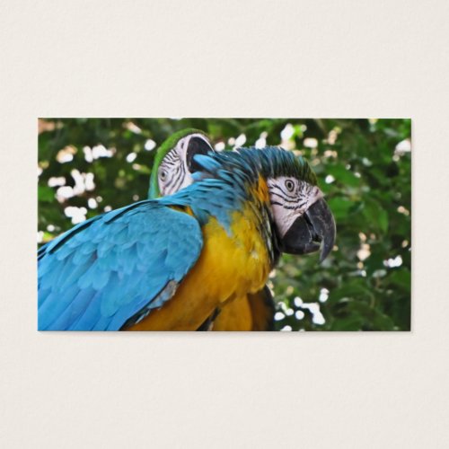 Pretty Parrots Business Card