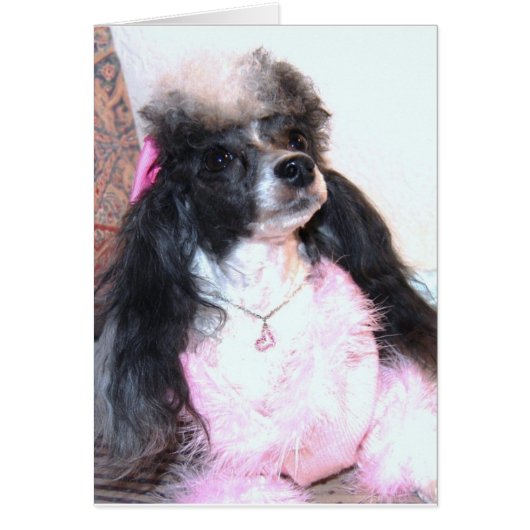 Pretty Parti Poodle "Brittany" Cards (Front)