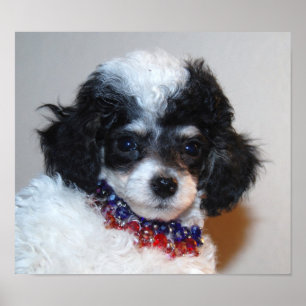 Pretty Parti Poodle Puppy Face Poster