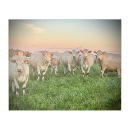 Pretty Pastel Charolais Cattle in Pasture Acrylic Print