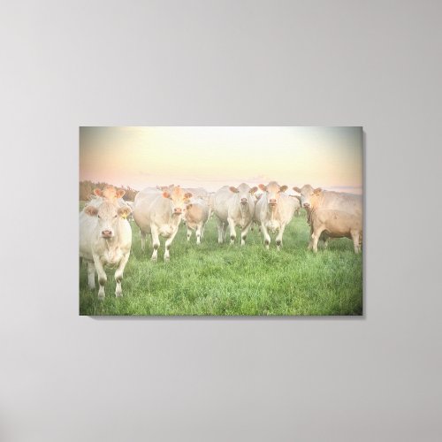 Pretty Pastel Charolais Cattle in Pasture Canvas Print