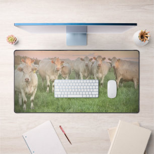 Pretty Pastel Charolais Cattle in Pasture Desk Mat