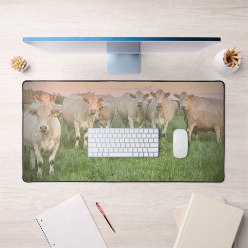 Pretty Pastel Charolais Cattle in Pasture Desk Mat