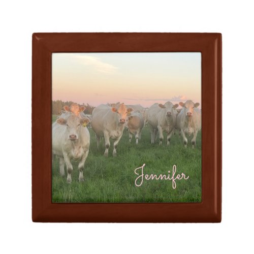 Pretty Pastel Charolais Cattle in Pasture Gift Box