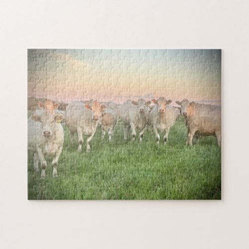 Pretty Pastel Charolais Cattle in Pasture Jigsaw Puzzle