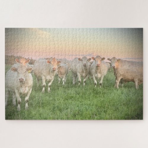 Pretty Pastel Charolais Cattle in Pasture Jigsaw Puzzle