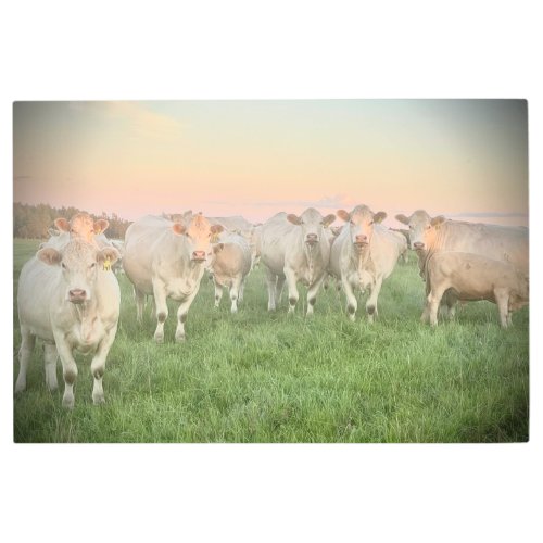 Pretty Pastel Charolais Cattle in Pasture Metal Print