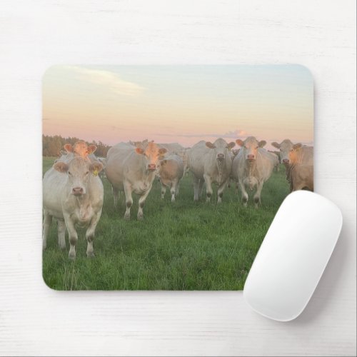 Pretty Pastel Charolais Cattle in Pasture Mouse Pad