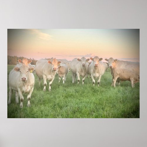 Pretty Pastel Charolais Cattle in Pasture Poster