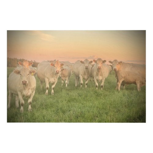 Pretty Pastel Charolais Cattle in Pasture Wood Wall Art