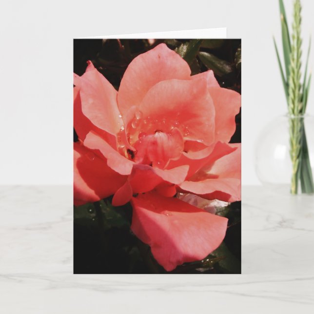 Pretty Peach Pink Rose floral Card (Front)