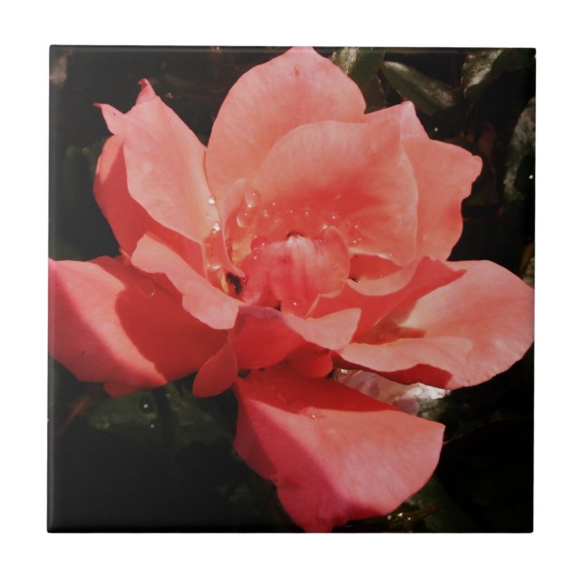 Pretty Peach Pink Rose floral Ceramic Tile (Front)