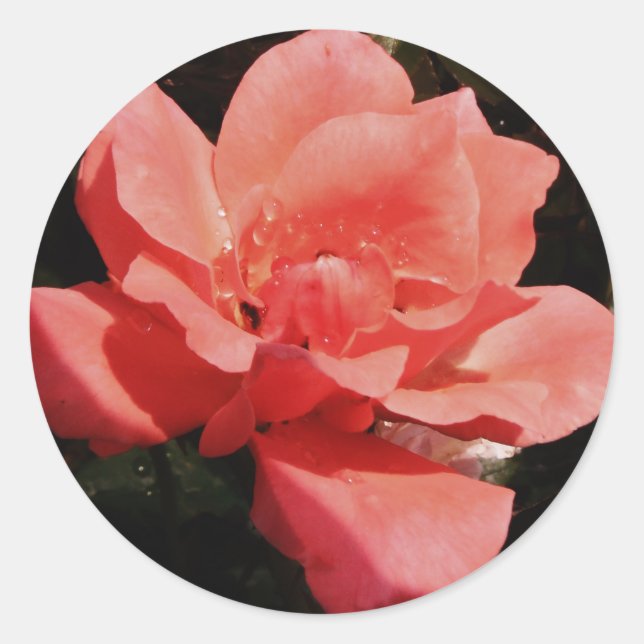 Pretty Peach Pink Rose floral Classic Round Sticker (Front)