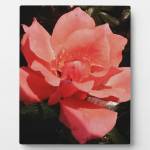 Pretty Peach Pink Rose floral Plaque