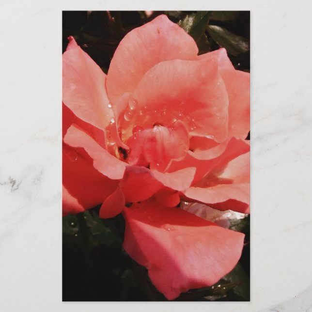 Pretty Peach Pink Rose floral Stationery (Front)