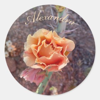Pretty Peach Prickly Pear Flower