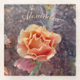 Pretty Peach Prickly Pear Flower