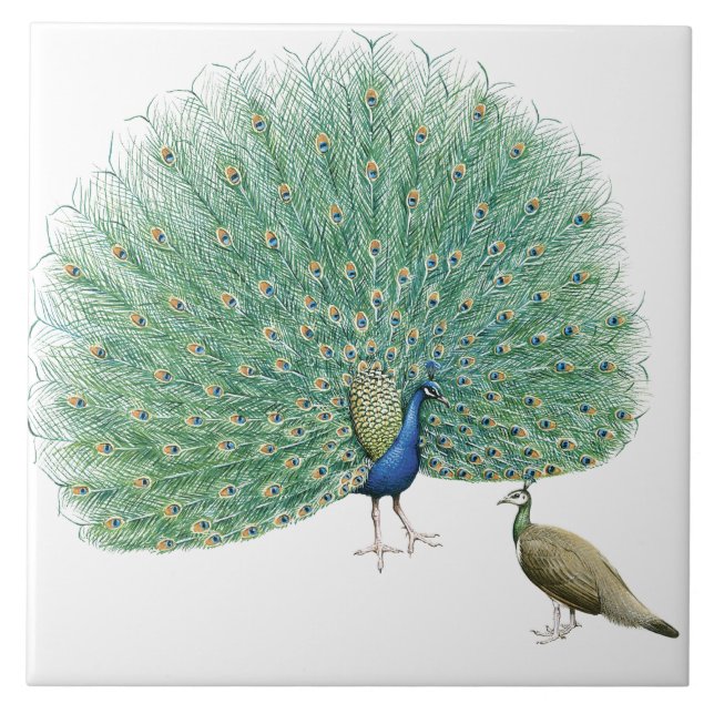 Pretty Peacock Ceramic Tile (Front)