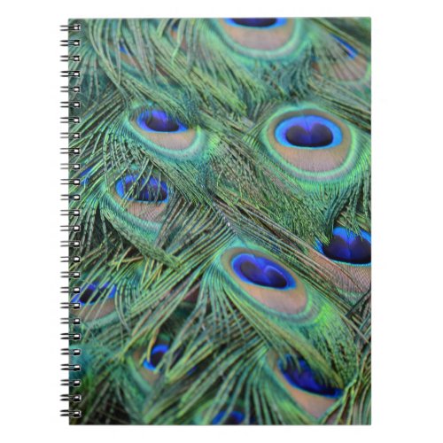 Pretty Peacock Feathers Notebook