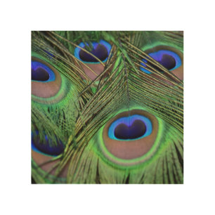 Pretty Peacock Feathers Wood Wall Decor