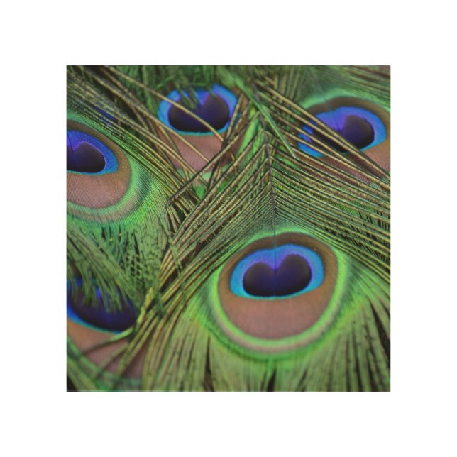Pretty Peacock Feathers Wood Wall Decor (Front)