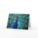 Pretty Peacock Greeting Card